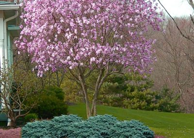 landscaping-holly-days-horsham-ambler-bucks-montgomery-county-landscape-magnolia-ornamental-trees